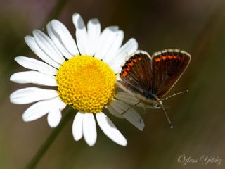 okgzl Esmer (Aricia agestis)