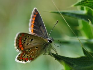 okgzl Esmer (Aricia agestis)