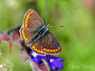 okgzl Esmer (Aricia agestis)