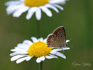 okgzl Esmer (Aricia agestis)