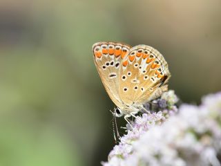 okgzl Esmer (Aricia agestis)