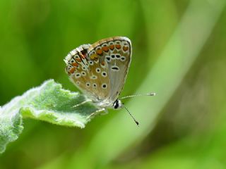 �okg�zl� Esmer&nbsp;(Aricia&nbsp;agestis)