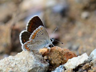 okgzl Orman Esmeri (Aricia artaxerxes)