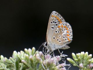 okgzl Orman Esmeri (Aricia artaxerxes)