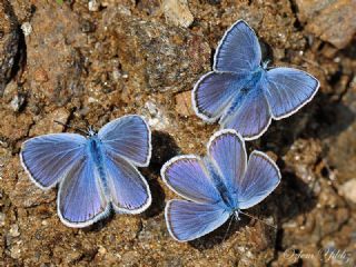 Anadolu Esmergz (Plebejus modicus)