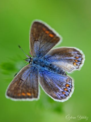 okgzl Mavi (Polyommatus icarus)