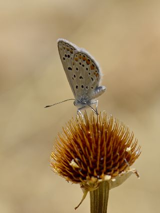 �okg�zl� Mavi&nbsp;(Polyommatus&nbsp;icarus)