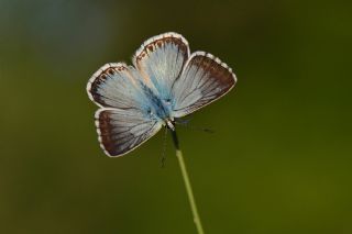 okgzl illimavi (Polyommatus coridon)