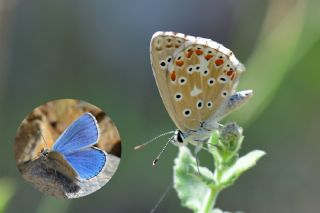 okgzl Gk Mavisi (Polyommatus bellargus)