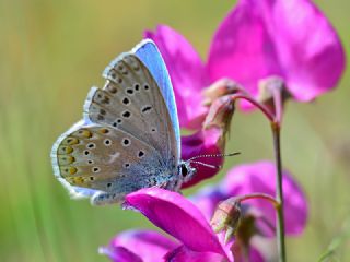 okgzl Gk Mavisi (Polyommatus bellargus)