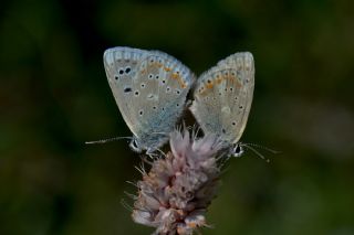 okgzl Turkuvaz Mavisi (Polyommatus dorylas)