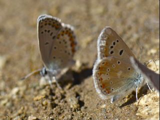 okgzl Turkuvaz Mavisi (Polyommatus dorylas)