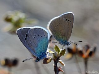 Karagz Mavisi (Glaucopsyche alexis)