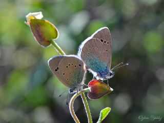 Karagz Mavisi (Glaucopsyche alexis)