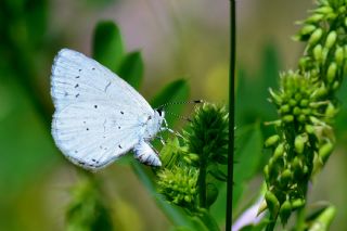 Kutsal Mavi (Celastrina argiolus)