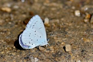 Kutsal Mavi (Celastrina argiolus)