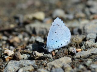 Kutsal Mavi (Celastrina argiolus)