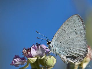 Kutsal Mavi (Celastrina argiolus)