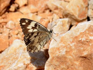 Anadolu Melikesi (Melanargia larissa)