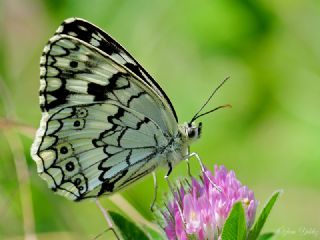 Anadolu Melikesi (Melanargia larissa)