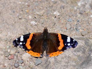 Atalanta (Vanessa atalanta)