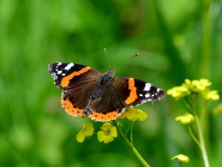 Atalanta (Vanessa atalanta)