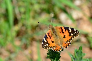 Diken Kelebei (Vanessa cardui)