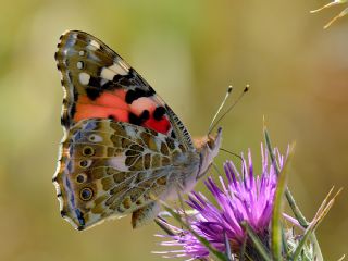 Diken Kelebeği (Vanessa cardui)