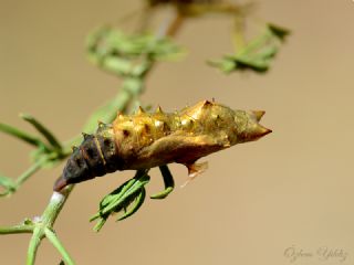Aglais (Aglais urticae)