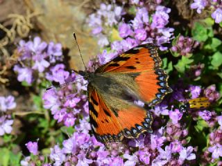 Aglais (Aglais urticae)