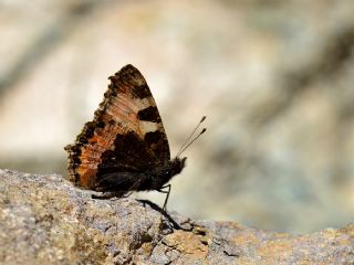 Aglais (Aglais urticae)