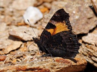 Aglais (Aglais urticae)