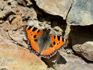 Aglais (Aglais urticae)