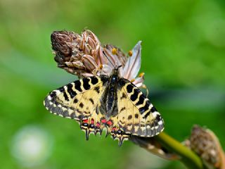 Orman Fistosu (Allancastria  cerisyi)