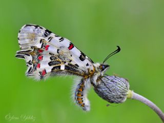 Orman Fistosu (Allancastria  cerisyi)