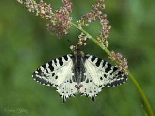 Orman Fistosu (Allancastria  cerisyi)