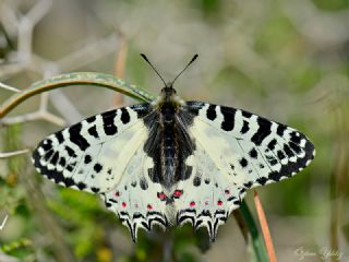Orman Fistosu (Allancastria  cerisyi)
