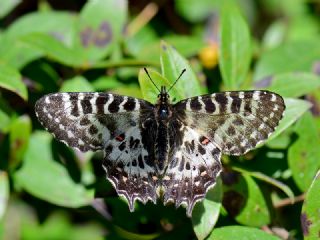 Orman Fistosu (Allancastria  cerisyi)