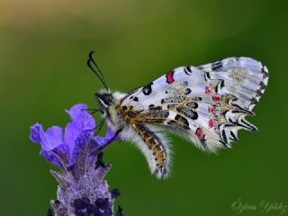 Orman Fistosu (Allancastria  cerisyi)