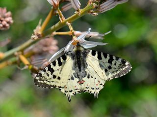 Orman Fistosu (Allancastria  cerisyi)