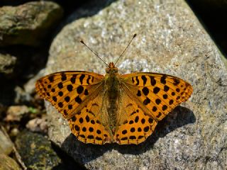 �spanyol Krali�esi&nbsp;(Issoria&nbsp;lathonia)