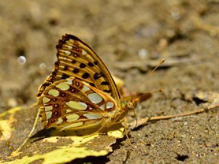spanyol Kraliesi (Issoria lathonia)