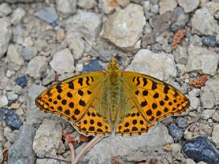 spanyol Kraliesi (Issoria lathonia)