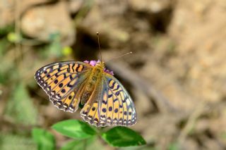 Gzel nci (Argynnis aglaja)