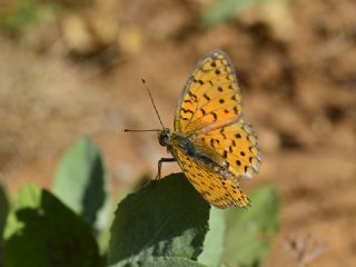 Niyobe&nbsp;(Fabriciana&nbsp;niobe)