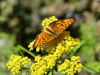 Byk nci (Fabriciana adippe)