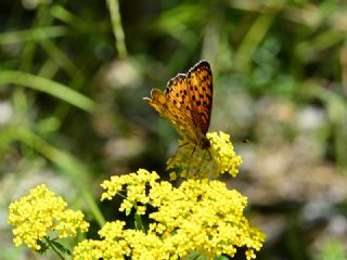 Byk nci (Fabriciana adippe)