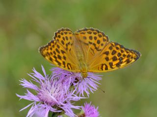 Cengaver (Argynnis paphia)