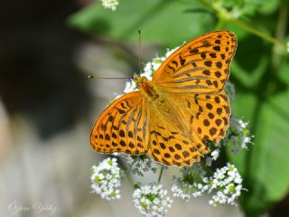 Cengaver (Argynnis paphia)