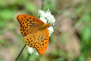 Cengaver (Argynnis paphia)